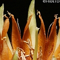 Bruguiera gymnorhiza (Large-leafed Orange Mangrove) オヒルギ<br />Canon KDX (400D) + EFS60 F2.8 + SPEEDLITE 380EX